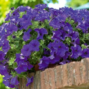 Петуния Сурфиния  каскадна Giant Blue (4066)